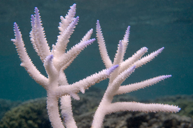 Illustration for article titled This is What a Mass Die-off of Earth's Coral Reefs Looks Like